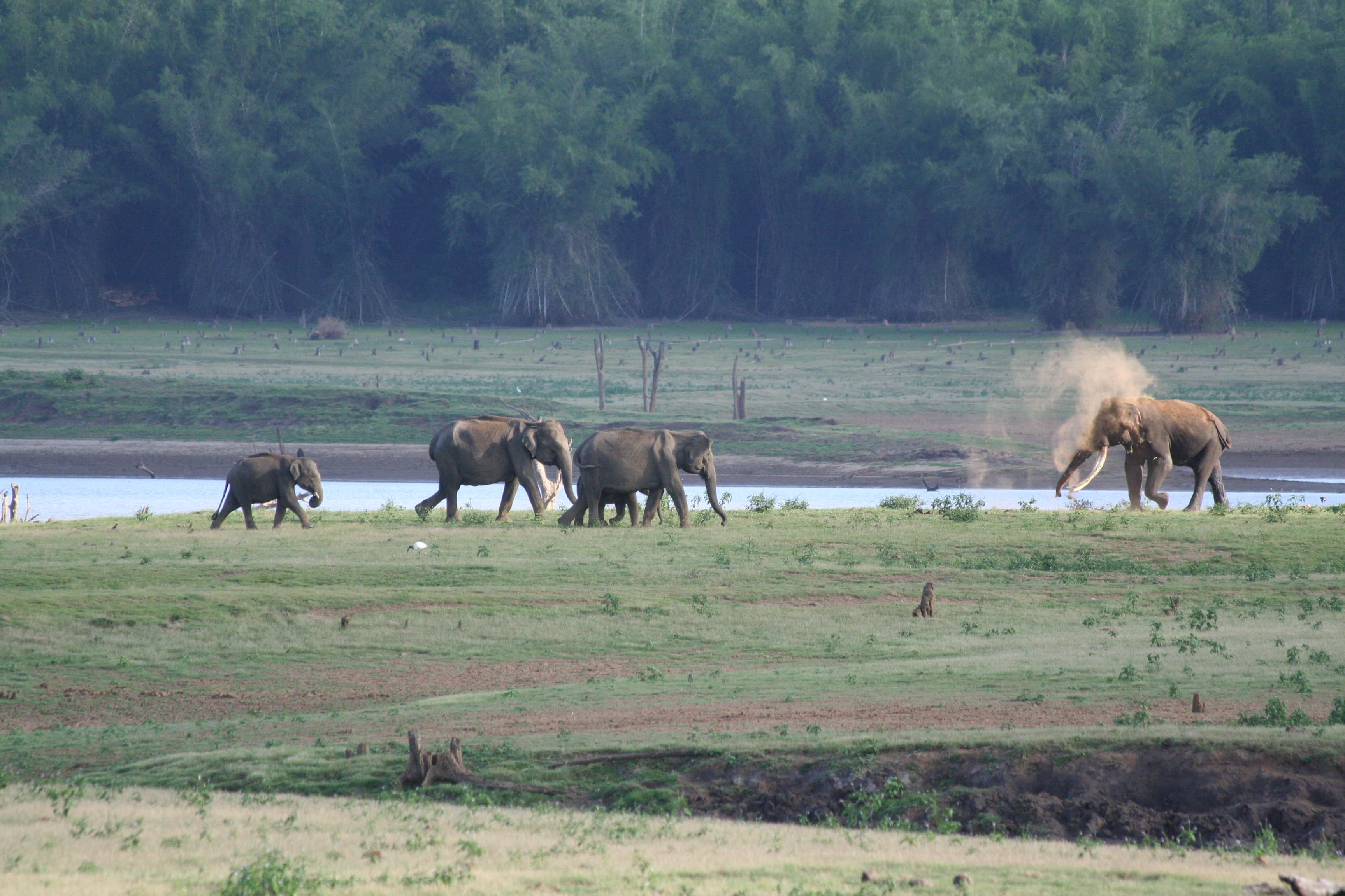 chennai to kabini taxi service