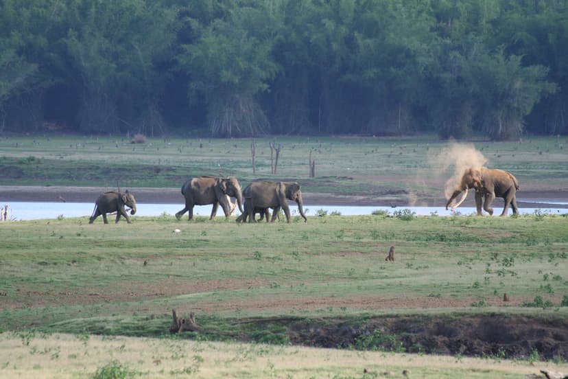 Kabini
